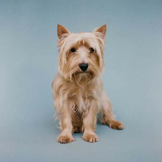 A freshly clipped terrier after a full groom
