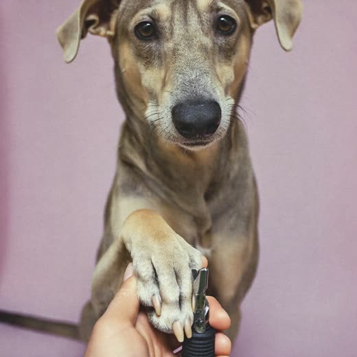 A dog's paw having its nails clipped